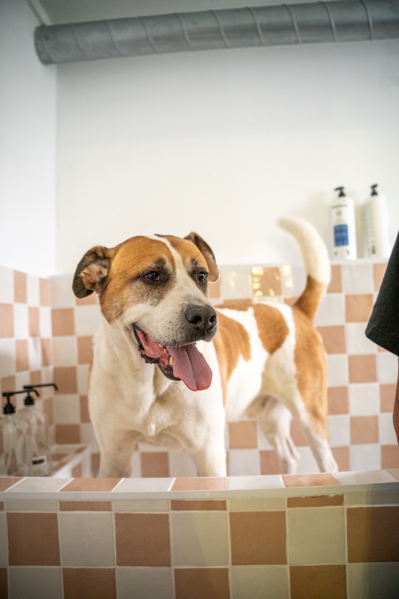 Chien propre dans le bac du dog wash