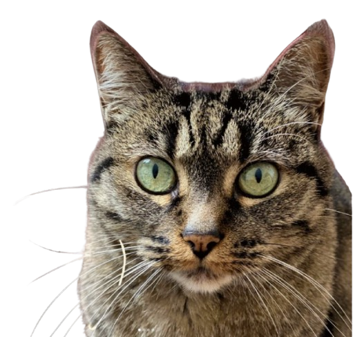 Didi, notre chatte mascotte